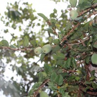 Ficus pumila L.